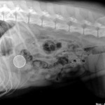 Bottle cap in the stomach of a dog