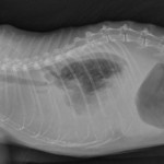 Pleural effusion in a cat