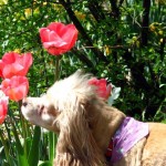 Lady the Cocker Spaniel